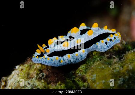 Sky Blue Phyllidia Nudibranch, Phyllidia coelestis, Emerald Dive Site, Seraya, Karangasem, Bali, Indonesien, Indischer Ozean Stockfoto