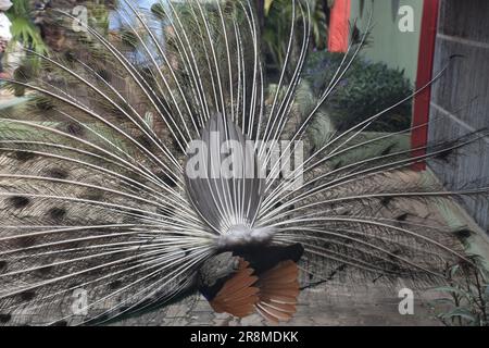 Hinter einem Pfau mit seinen langen Schwanzfedern weit ausgestreckt. Stockfoto
