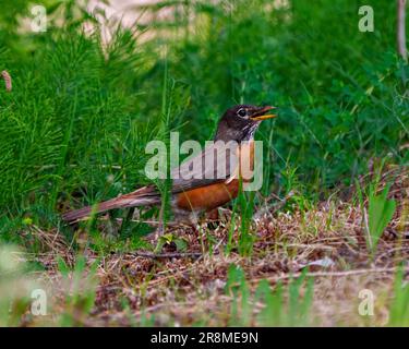 American Robin aus nächster Nähe, auf dem Boden stehend mit einer Libelle im Schnabel mit grünem Hintergrund in seiner Umgebung und seinem Lebensraum. Robin Picture Stockfoto