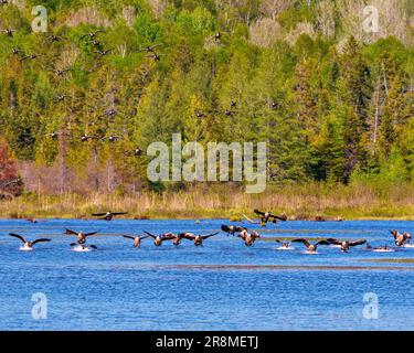 Gruppe von Kanadischen Gänsen, die im Wasser landen, mit immergrünen Bäumen im Hintergrund in ihrer Umgebung und ihrem umliegenden Lebensraum. Ein Vogelschwarm. Stockfoto