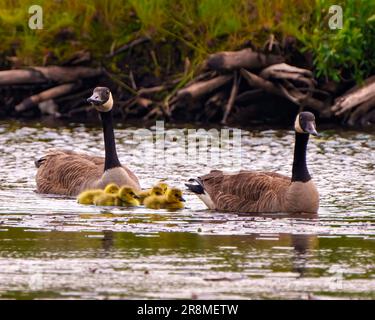 Baby Canada Gans Goslings Tussis und Eltern schwimmen für ein neues Abenteuer. Neugeborene werden von den Eltern in ihrer Umwelt und ihrem Lebensraum geschützt. Stockfoto