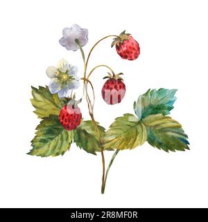 Aquarell wilde Walderdbeere, Blätter mit Beeren und Blumen. Handgemalte Illustration, isoliert auf weißem Hintergrund Stockfoto