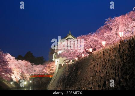 Die Nachtsicht auf die Burg Hirosakijo und die Kirschblüten Stockfoto