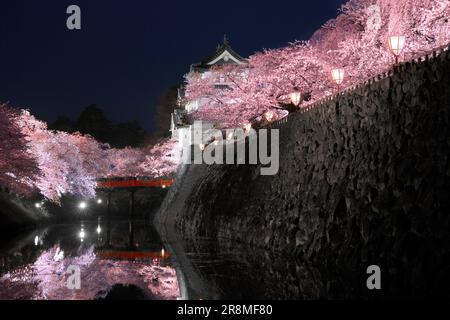 Die Nachtsicht auf die Burg Hirosakijo und die Kirschblüten Stockfoto