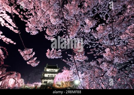 Die Nachtsicht auf die Burg Hirosakijo und die Kirschblüten Stockfoto