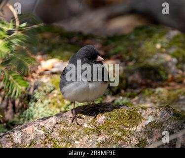 Junco-Vogel, der auf Moos steht, zeigt graues Federgefieder, Kopf, Auge, Schnabel, Füße, Mit einem unscharfen Hintergrund in seiner Umgebung und Umgebung. Stockfoto