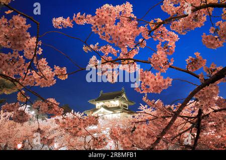 Die Nachtsicht auf die Burg Hirosakijo und die Kirschblüten Stockfoto