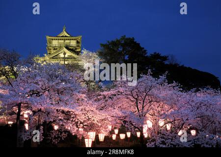 Schloss Maruoka und Kirschblüten bei Nacht Stockfoto