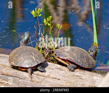 Ein Paar bemalte Schildkröten während der Paarungszeit, die auf einem Baumstamm mit Vegetation und Wasserhintergrund in ihrer Umgebung und ihrem Lebensraum ruhen. Stockfoto