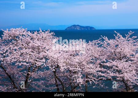 Kirschblüten in Kaizu-Osaki und Chikubujima Stockfoto