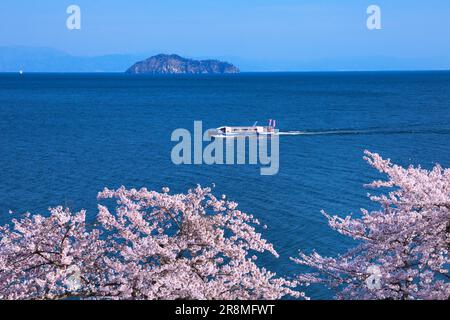 Kirschblüten in Kaizu-Osaki und Chikubujima Stockfoto