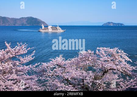 Kirschblüten in Kaizu-Osaki und Chikubujima Stockfoto