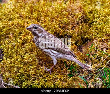 Finch Weibchen aus nächster Nähe, auf Moos in seiner Umgebung und Umgebung stehend. Lila Finch-Bild. Stockfoto