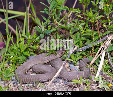 Nahansicht auf das Schlangenprofil, das auf Kiesfelsen mit farbigem Laub in seiner Umgebung und Umgebung kriecht. Stockfoto
