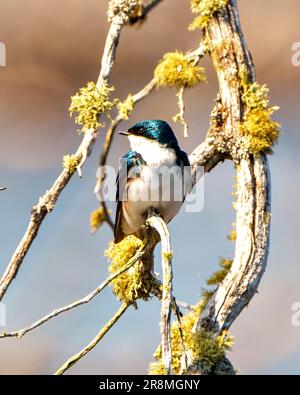 Schwalbenansicht von vorne hoch oben auf einem Mooszweig mit einem unscharfen Hintergrund in seiner Umgebung und Umgebung. Stockfoto