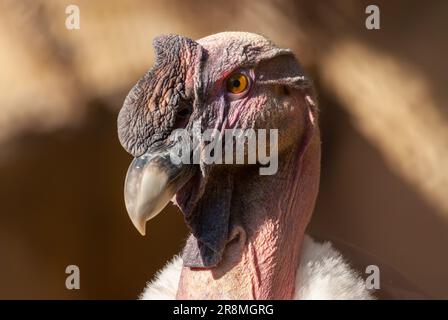 Männliches andenkondor-Porträt, Vultur gryphus, Abendlicht. Stockfoto