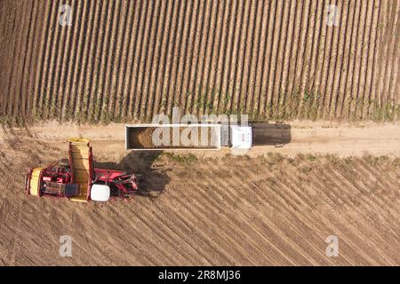 Landwirtschaft und Landwirtschaft. Kartoffeln vom Feld ernten und auf einer Kartoffelerntemaschine sortieren. Luftaufnahme Stockfoto