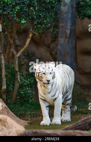 Der weiße bengalische Tiger steht und schaut in die Kamera. Weiße Tiger gibt es nur in Zoos und Wildparks. In diesem Winkel sieht der Tiger direkt nach A Stockfoto