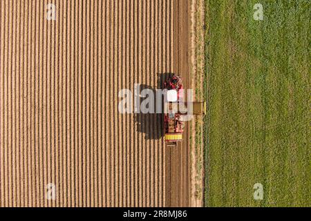 Bauern ernteten Kartoffeln, Draufsicht Luftaufnahmen mit der Drohne Stockfoto