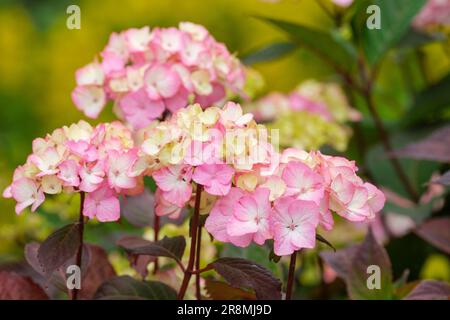 Hydrangea serrata Preziosa, hydrangea macrophylla Preziosa, Preziosa Hydrangea, rosafarbene Blüten, wenn sie auf neutralem bis säurehaltigem Boden gezüchtet werden, tragen leuchtend rosa Mo Stockfoto
