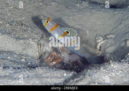 Randalls Shrimpgoby, Amblyeleotris randalli, mit verlängerter Flosse von Alpheid Shrimp, Alpheus sp, durch Loch im Sand, nach dem Tauchen, Menjangan Island, Bali Stockfoto