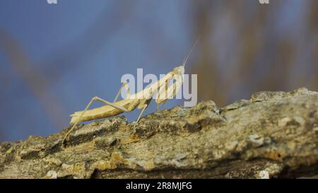 10. Juni 2023, Oblast Oblast Oblast Oblast Oblast Oblast Oblast, Ukraine, Osteuropa: Die weibliche Gottesanbeterin sitzt auf einem Ast, der sich vor seinem Hintergrund verkleidet, und dreht den Kopf um. Crimean Praying Mantis (Kredit-Image: © Andrey Nekrasov/ZUMA Press Wire) NUR REDAKTIONELLE VERWENDUNG! Nicht für den kommerziellen GEBRAUCH! Stockfoto