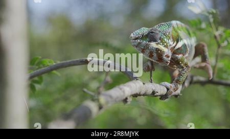 Das grüne Chamäleon geht entlang des Astes und schaut sich an einem hellen sonnigen Tag auf dem grünen Baumhintergrund um. Panther Chamäleon (Furcifer pardalis). Vorne Stockfoto