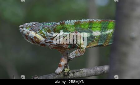 Bright Panther Chamäleon (Furcifer pardalis) Klettern auf Baumäste Stockfoto