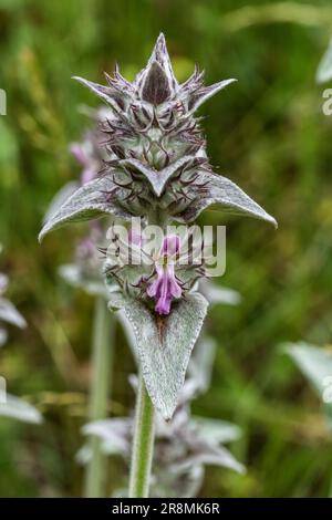 Stachys cretica Orchideenblume Stockfoto