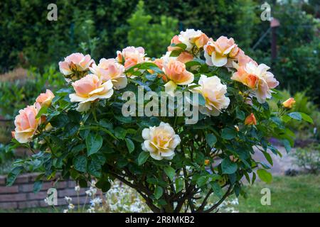 Gelbe Rosen im Garten - Nahaufnahme Stockfoto