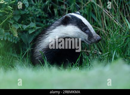 Nahaufnahme eines wilden erwachsenen Badgers (Meles meles), Warwickshire Stockfoto