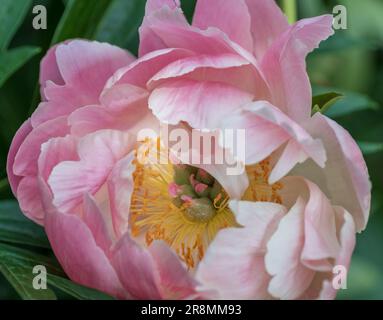 Eine schöne pinkfarbene große Pfingstblüte Stockfoto
