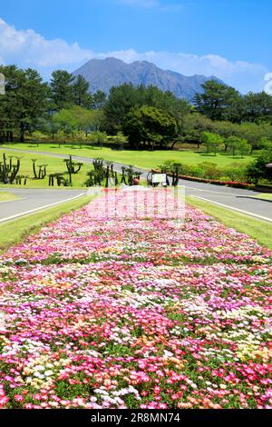 Yoshino Park und Sakurajima Island Stockfoto