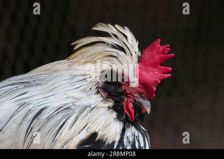 Eine Nahaufnahme eines Hahnenporträts Stockfoto