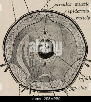 „Grundlagenlehrbuch der wirtschaftlichen Zoologie und Entomologie“ ([c1915]) Stockfoto