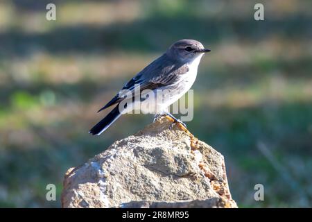 Jacky Wintervogel ist ein kleines grau-braunes Rotkehlchen, das in ganz Australien häufig vorkommt. Aufgenommen in Eden an der Südküste von NSW, Australien. Stockfoto