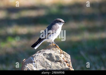 Jacky Wintervogel ist ein kleines grau-braunes Rotkehlchen, das in ganz Australien häufig vorkommt. Aufgenommen in Eden an der Südküste von NSW, Australien. Stockfoto