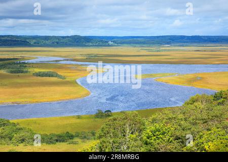 Herbstgras im Kiritappu Feuchtgebiet Stockfoto