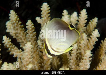 Juvenile östliche Dreiecksfische, Chaetodon baranessa, von Staghorn Coral, Acropora sp, Tauchplatz der Mangroven, Menjangan Island, Bali, Indonesien Stockfoto