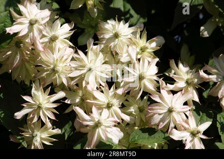Rosa Clematis Marjorie (montana) Blumen Stockfoto