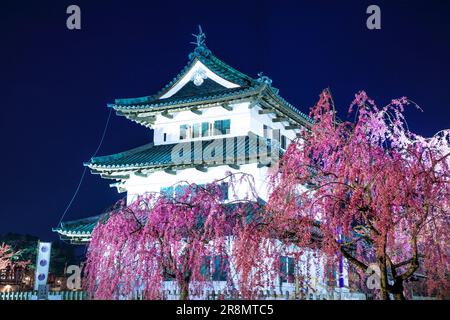 Die Nachtsicht auf die Burg Hirosakijo und die Kirschblüten Stockfoto