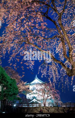 Die Nachtsicht auf die Burg Hirosakijo und die Kirschblüten Stockfoto