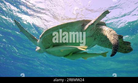 Blick von unten, alte männliche Meeresschildkröte auf der Wasseroberfläche. Ältere große männliche große grüne Meeresschildkröte (Chelonia mydas) mit zwei Remorafish Under Stockfoto