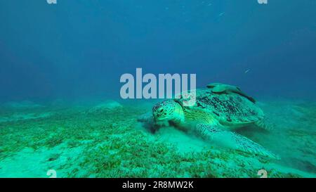 Grüne Meeresschildkröte (Chelonia mydas), die glatten Seegras (Cymodocea rotundata) auf dem Seegrasbett isst, Rotes Meer, Ägypten Stockfoto