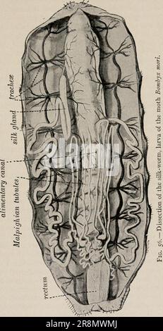 „Grundlagenlehrbuch der wirtschaftlichen Zoologie und Entomologie“ ([c1915]) Stockfoto