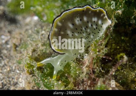 Ornate Sapsucking Slug, Elysia ornata, Secret Bay Tauchplatz, Gilimanuk, Bali, Indonesien Stockfoto