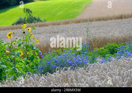 Weizenfeld mit Maisblüten (Centaurea cyanus), Sonnenblumen (Helianthus annuus) Cornflower, auch cyane Stockfoto