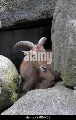 Stuttgart, Zoologischer botanischer Garten Wilhelma, berberschafe (Ammotragus lervia), Berberschafe, Aoudad Stockfoto