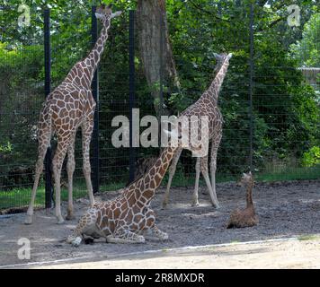 Stuttgart, Zoologischer botanischer Garten Wilhelma, Giraffengehege, Giraffen (Giraffa camelopardalis), Giraffenfamilie, Giraffen Stockfoto