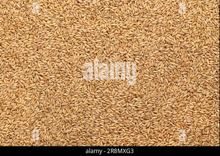 Geschälter Hafer, getrocknet und geschält, gewöhnlicher Hafer, von oben. Avena sativa, ein Getreidekorn, das als Hafermehl oder gerollter Hafer verzehrt oder als Tierfutter verwendet wird. Stockfoto